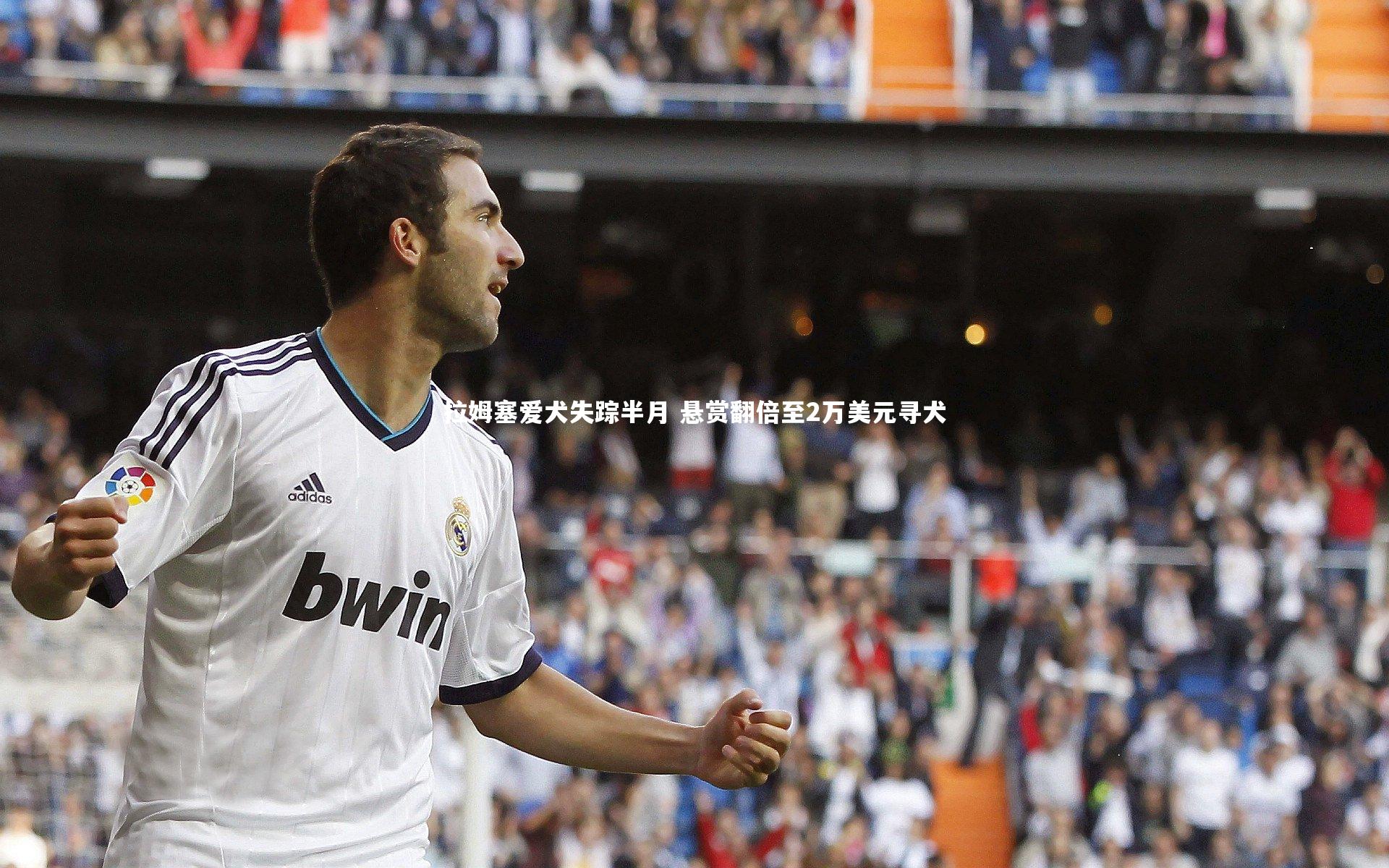 拉姆塞爱犬失踪半月 悬赏翻倍至2万美元寻犬